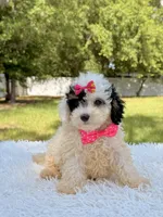 Gypsy , a female Miniature Bernedoodle for sale in Frostproof, FL – 9 of 10