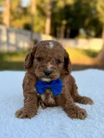 Casper F1bb Toy Goldendoodle , a female Goldendoodle and Miniature Goldendoodle for sale in Frostproof, FL – 2 of 9