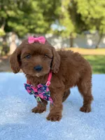 Rose - Micro, a female Miniature Bernedoodle for sale in Frostproof, FL – 7 of 9