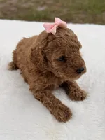 Sandy - F1bb Micro Goldendoodle , a female Miniature Goldendoodle for sale in Frostproof, FL – 5 of 6