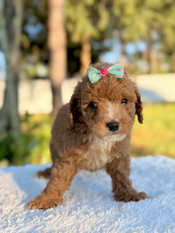 Carly - F1bb Toy Goldendoodle  – Goldendoodle, Miniature Goldendoodle puppy for sale in Frostproof, FL