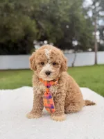 Denver - Toy Goldendoodle , a male Miniature Goldendoodle for sale in Frostproof, FL – 3 of 9