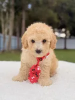 Dallas - Toy Goldendoodle , a male Miniature Goldendoodle for sale in Frostproof, FL – 6 of 8