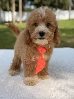 Sammy - F1bb Micro Goldendoodle , a male Miniature Goldendoodle for sale in Frostproof, FL – 5 of 8