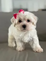Princess , a female Morkie for sale in Frostproof, FL – 10 of 10