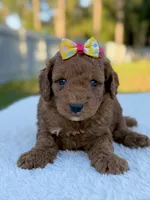 Cora - F1bb Toy Goldendoodle female , a female Goldendoodle and Miniature Goldendoodle for sale in Frostproof, FL – 3 of 9