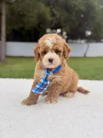 Duke - Toy, a male Miniature Goldendoodle for sale in Frostproof, FL – 4 of 8