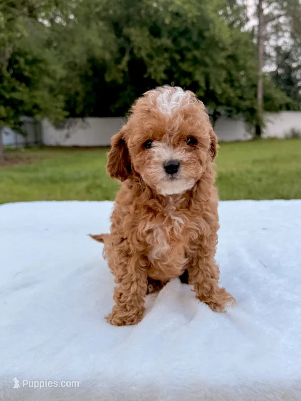 Eddie - F1bb Mini Cavapoo  – Cavapoo puppy for sale in Frostproof, FL