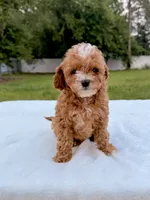 Eddie - F1bb Mini Cavapoo , a male Cavapoo for sale in Frostproof, FL – 10 of 10