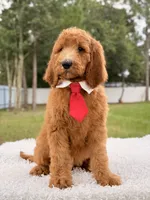 Peanut, a male Goldendoodle for sale in Frostproof, FL – 4 of 9