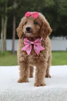 Hope - Minj , a female Goldendoodle and Miniature Goldendoodle for sale in Frostproof, FL – 6 of 7