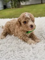 Sammy - F1bb Micro Goldendoodle , a male Miniature Goldendoodle for sale in Frostproof, FL – 3 of 4