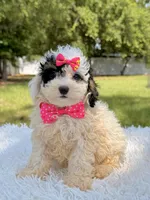 Gypsy , a female Miniature Bernedoodle for sale in Frostproof, FL – 3 of 10