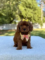 Flower - Toy , a female Miniature Bernedoodle for sale in Frostproof, FL – 7 of 10