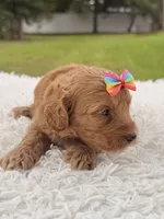 Sasha - F1bb Micro Goldendoodle , a female Miniature Goldendoodle for sale in Frostproof, FL – 8 of 9