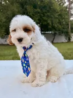 Enzo - F1bb Mini Cavapoo , a male Cavapoo for sale in Frostproof, FL – 6 of 10