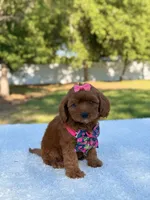 Rose - Micro, a female Miniature Bernedoodle for sale in Frostproof, FL – 3 of 9