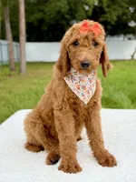 Emma - F1b Standard Goldendoodle , a female Goldendoodle for sale in Frostproof, FL – 6 of 9