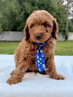 Elfie - F1bb Mini Cavapoo, a male Cavapoo for sale in Frostproof, FL – 5 of 7