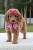 Hope - Minj , a female Goldendoodle and Miniature Goldendoodle for sale in Frostproof, FL – 3 of 7
