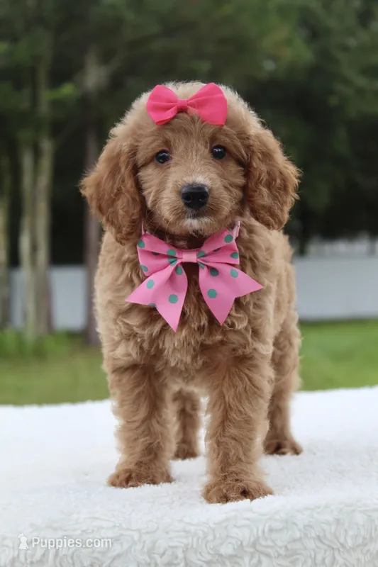 Hope - Minj  – Goldendoodle, Miniature Goldendoodle puppy for sale in Frostproof, FL
