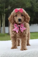 Hope - Minj , a female Goldendoodle and Miniature Goldendoodle for sale in Frostproof, FL – 7 of 7