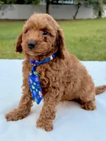Elfie - F1bb Mini Cavapoo, a male Cavapoo for sale in Frostproof, FL – 3 of 7