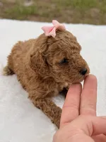 Sandy - F1bb Micro Goldendoodle , a female Miniature Goldendoodle for sale in Frostproof, FL – 3 of 6