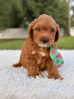 Robert  - Toy , a male Miniature Goldendoodle for sale in Frostproof, FL – 7 of 10
