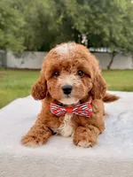 Ethan F1bb Mini Cavapoo , a male Cavapoo for sale in Frostproof, FL – 1 of 10