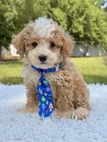 Goofy - Mini Bernedoodle , a male Miniature Bernedoodle for sale in Frostproof, FL – 1 of 10