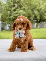 Rosie - Toy Goldendoodle , a female Miniature Goldendoodle for sale in Frostproof, FL – 8 of 9