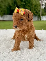 Rosie - Toy , a female Miniature Goldendoodle for sale in Frostproof, FL – 7 of 10