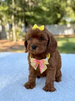 Flower - Toy , a female Miniature Bernedoodle for sale in Frostproof, FL – 6 of 10