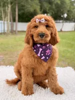 Penelope F1b Standard Goldendoodle, a female Goldendoodle for sale in Frostproof, FL – 9 of 10
