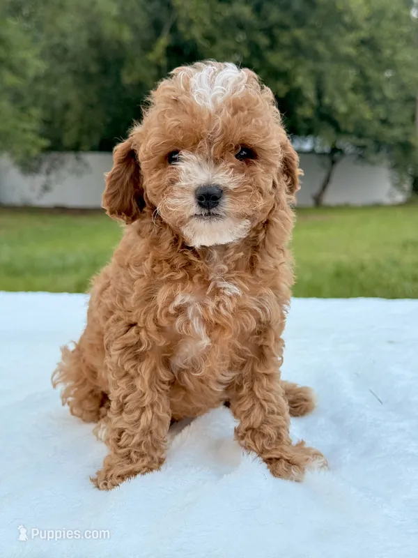 Eddie - F1bb Mini Cavapoo  – Cavapoo puppy for sale in Frostproof, FL