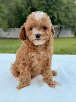 Eddie - F1bb Mini Cavapoo , a male Cavapoo for sale in Frostproof, FL – 1 of 10
