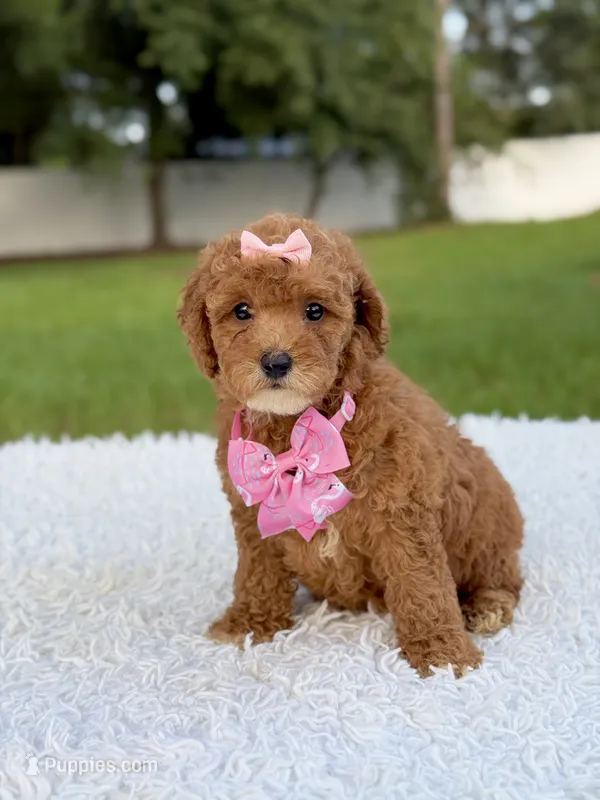 Rosie - Toy  – Miniature Goldendoodle puppy for sale in Frostproof, FL