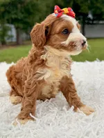 Rylee - toy , a female Miniature Goldendoodle for sale in Frostproof, FL – 4 of 7
