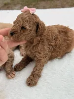 Sandy - F1bb Micro Goldendoodle , a female Miniature Goldendoodle for sale in Frostproof, FL – 2 of 6