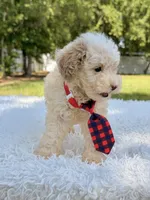 Galaxy , a male Miniature Bernedoodle for sale in Frostproof, FL – 3 of 10
