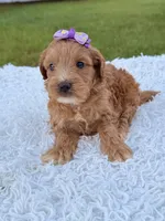 Reese - Toy , a female Miniature Goldendoodle for sale in Frostproof, FL – 7 of 8