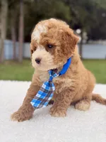 Duke - Toy, a male Miniature Goldendoodle for sale in Frostproof, FL – 5 of 8