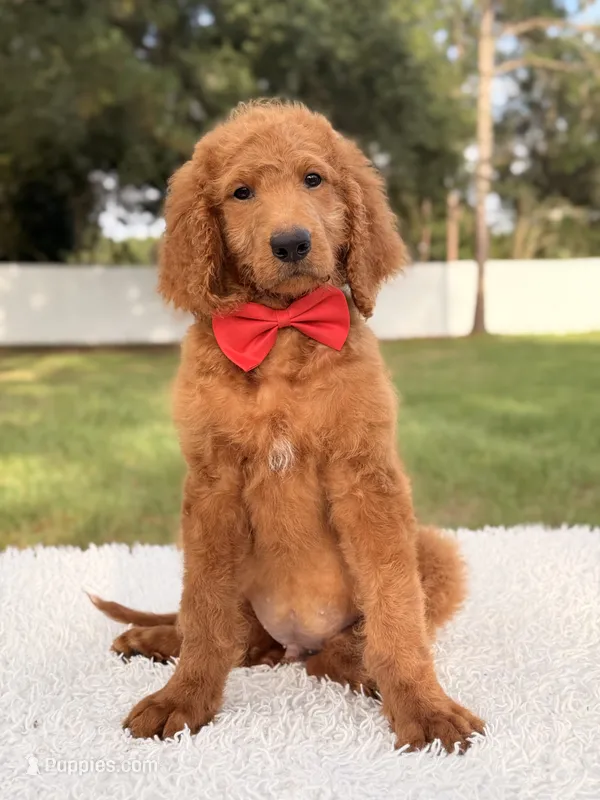Peter F1b Standard Goldendoodle  – Goldendoodle puppy for sale in Frostproof, FL