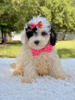 Gypsy , a female Miniature Bernedoodle for sale in Frostproof, FL – 8 of 10
