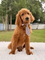 Peter F1b Standard Goldendoodle , a male Goldendoodle for sale in Frostproof, FL – 7 of 8