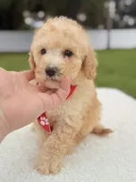 Dallas - Toy Goldendoodle , a male Miniature Goldendoodle for sale in Frostproof, FL – 5 of 8