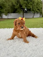 Rosie - Toy , a female Miniature Goldendoodle for sale in Frostproof, FL – 4 of 10
