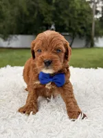 Robert  - Toy , a male Miniature Goldendoodle for sale in Frostproof, FL – 6 of 7