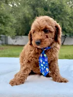 Elfie - F1bb Mini Cavapoo, a male Cavapoo for sale in Frostproof, FL – 4 of 7